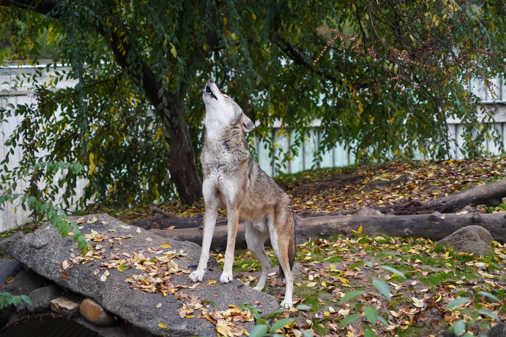 Red wolf howling
