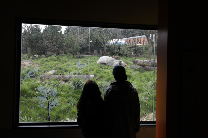 red wolf indoor viewing area