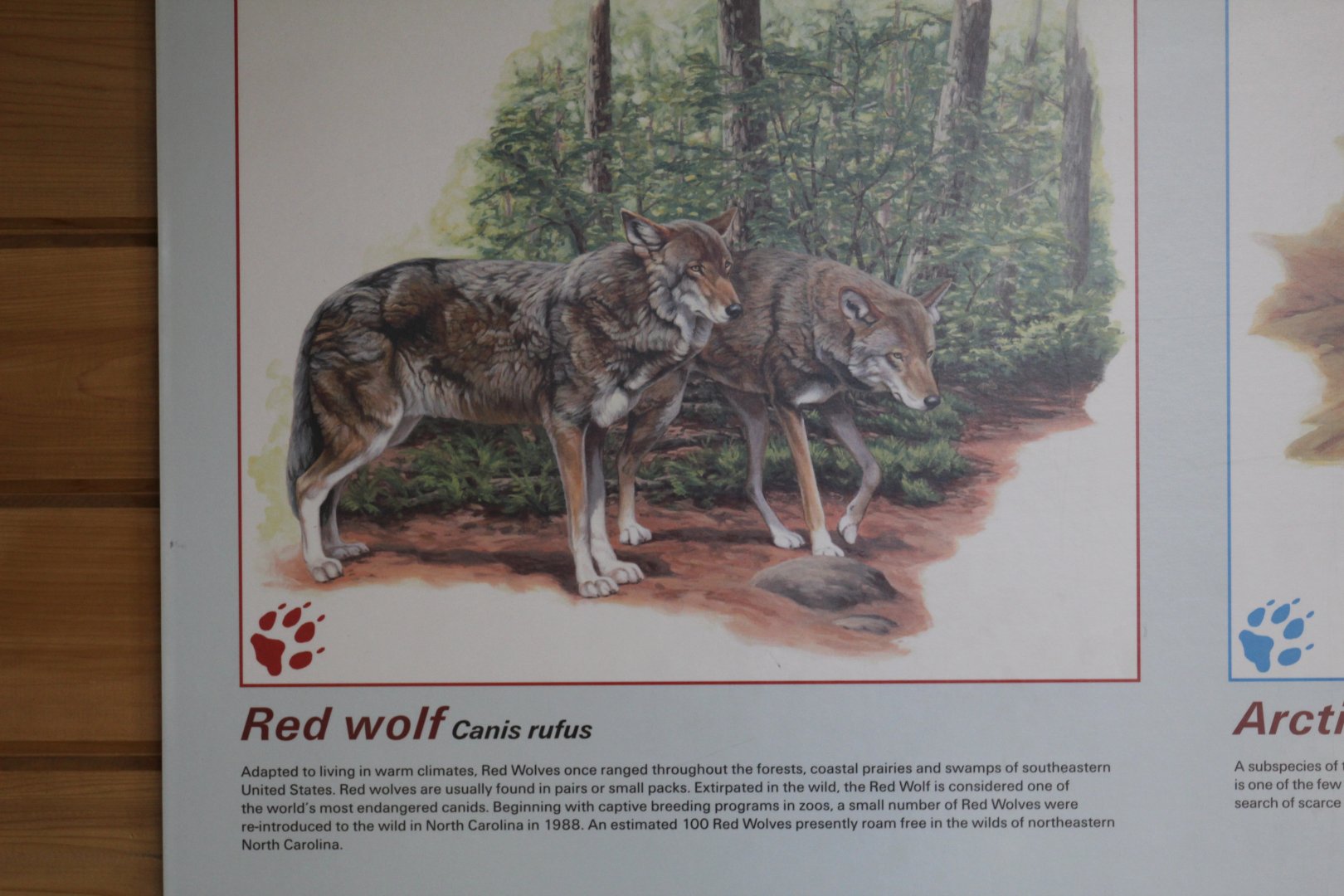 Red Wolf Info.