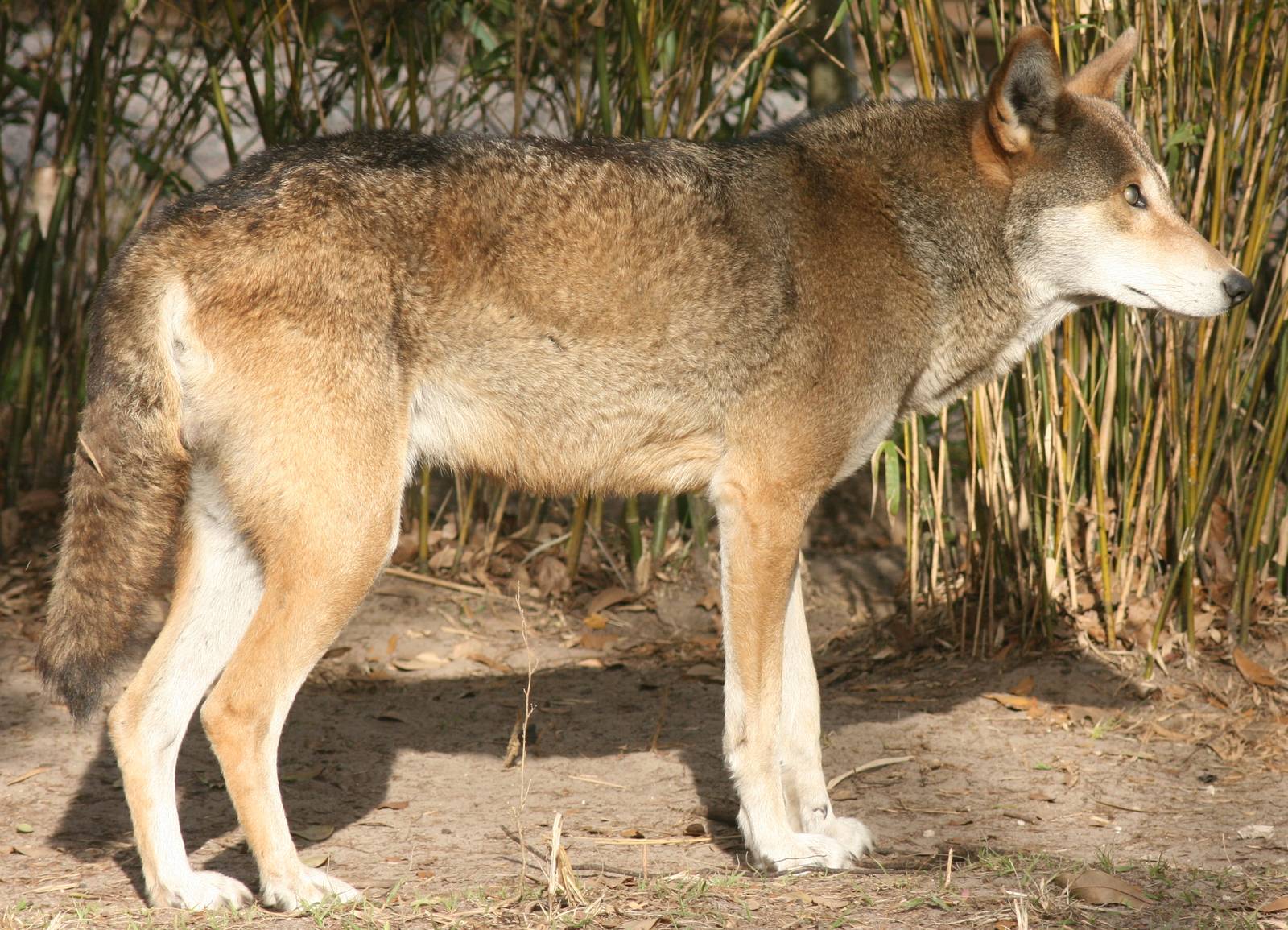 Red wolf; Jacksonville Zoo; February 2009