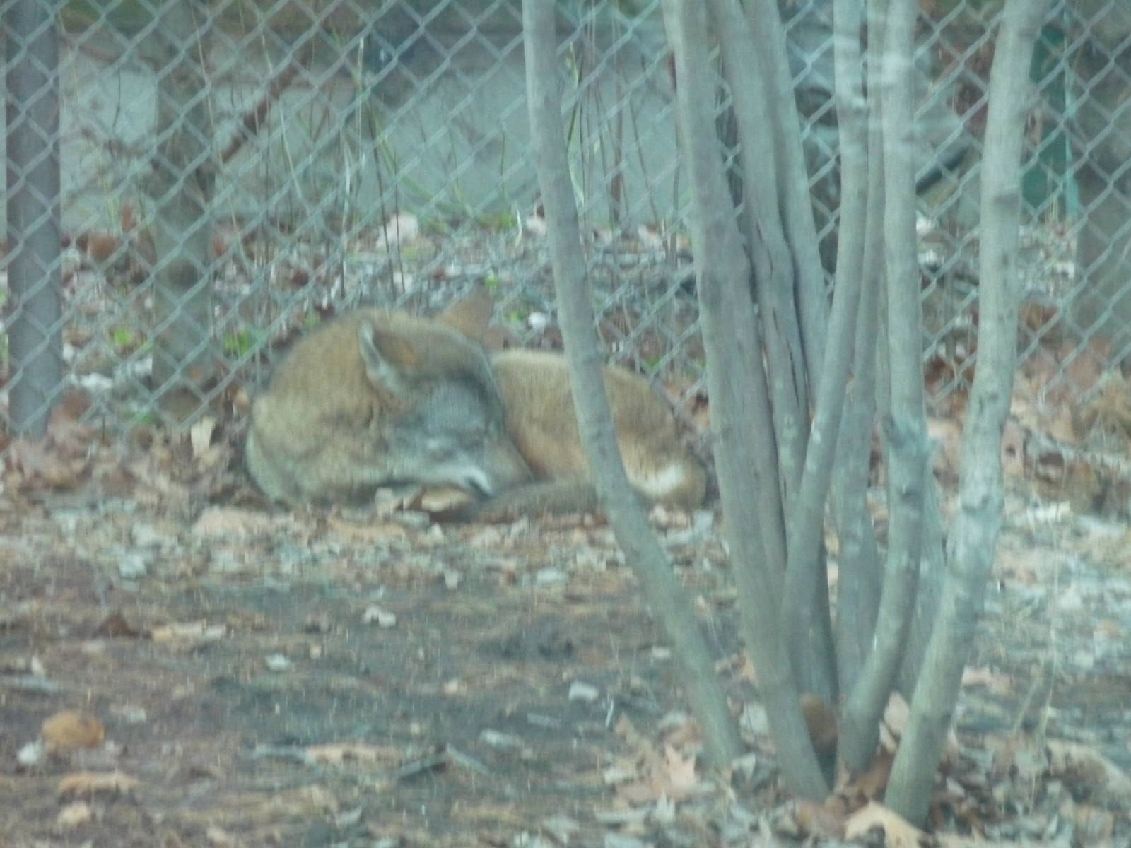 red wolf lincoln park zoo