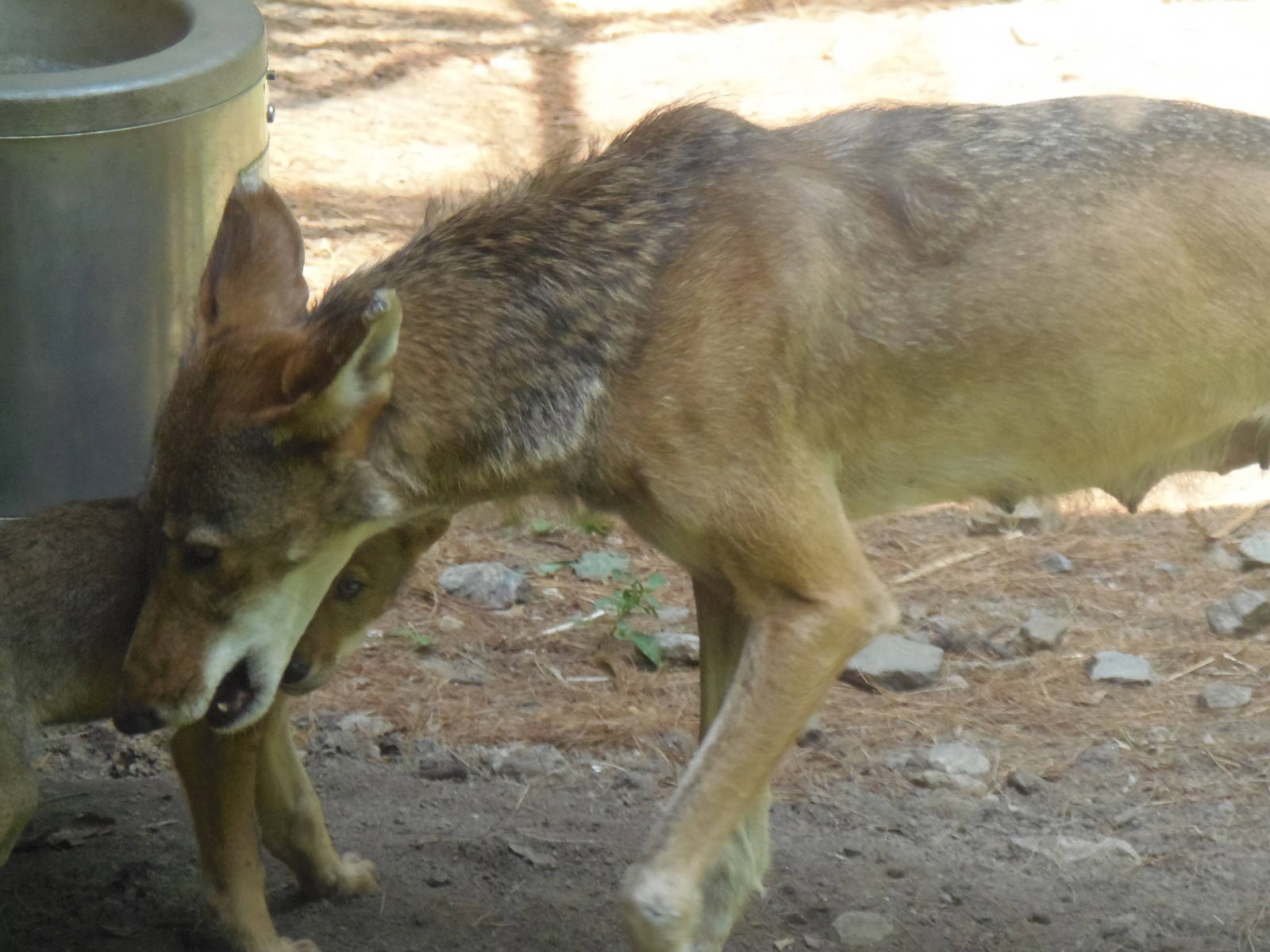 Red Wolf Pup and Mom
