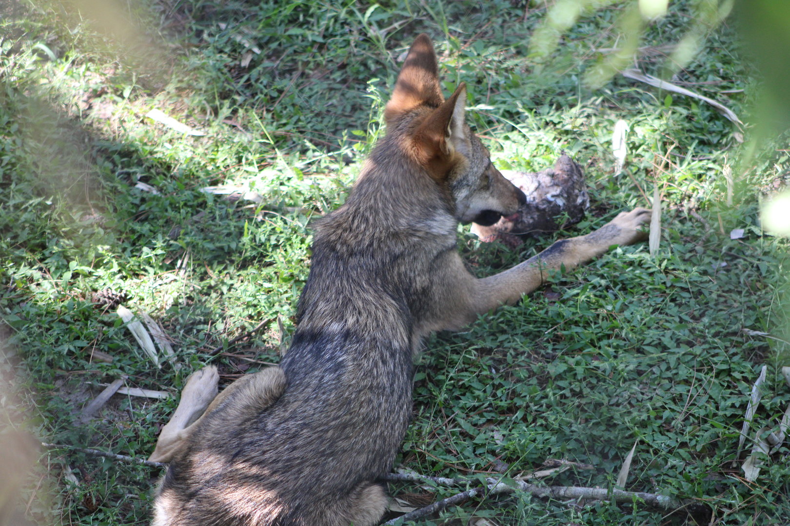 Red Wolf pup (Canis rufus)