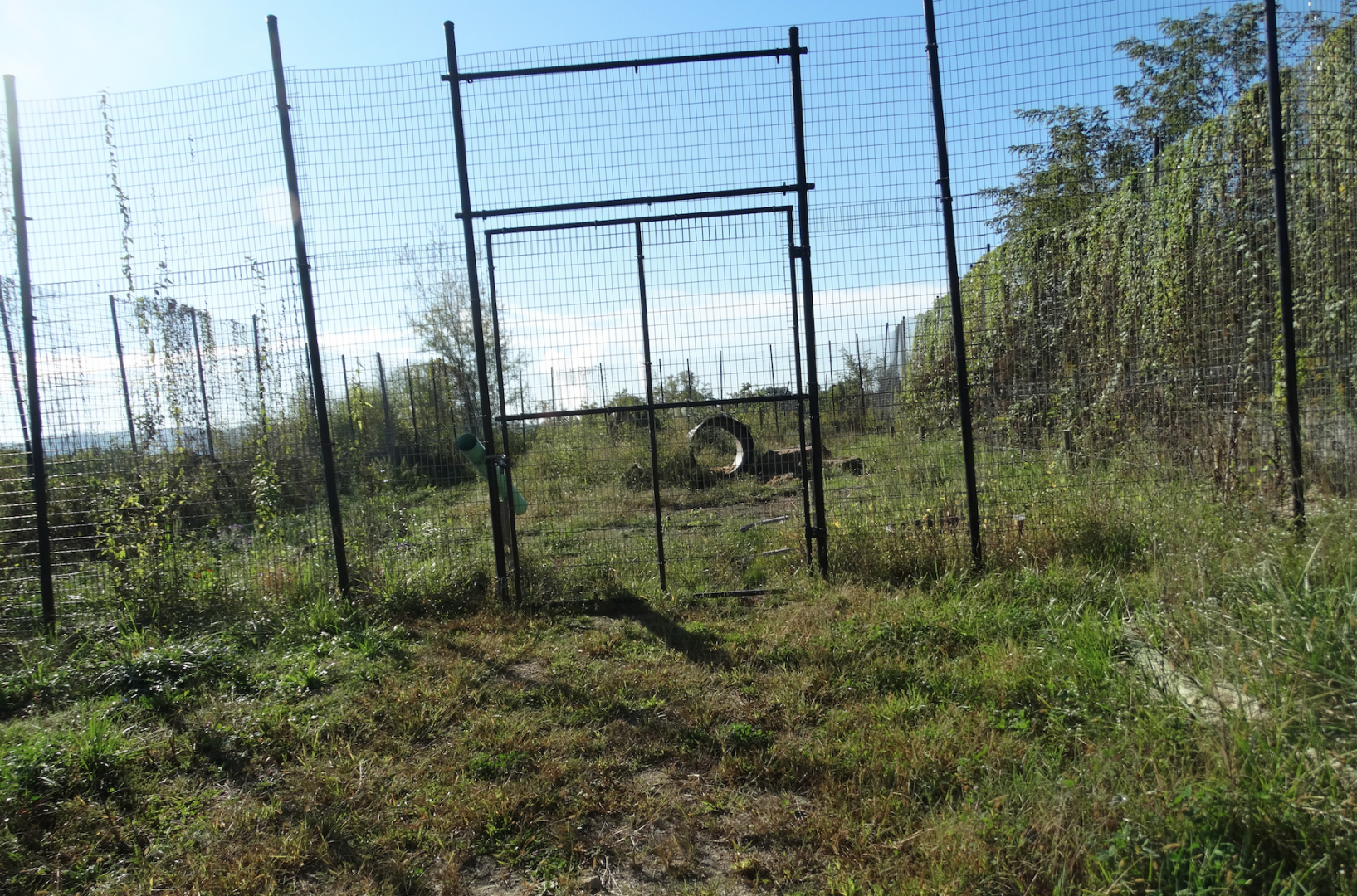 Red Wolf Sanctuary - 1 of 2 Black Bear Exhibits