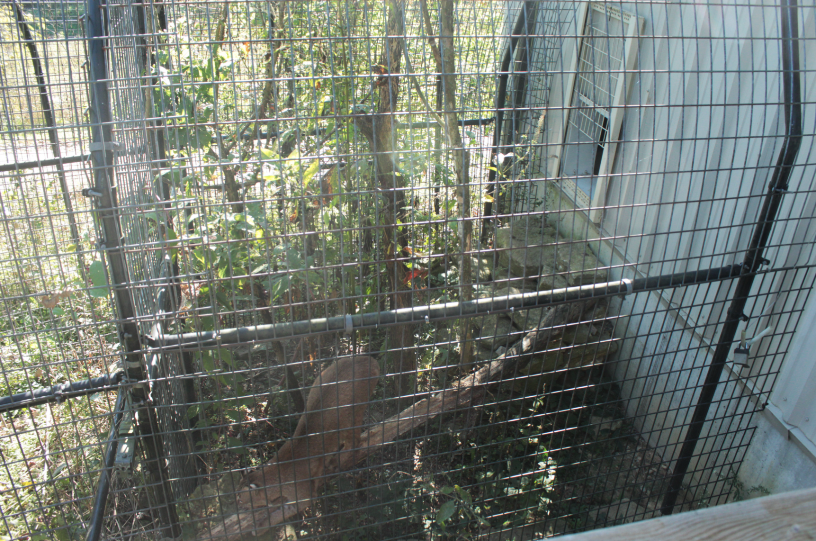 Red Wolf Sanctuary - 1 of Many Bobcat Exhibits
