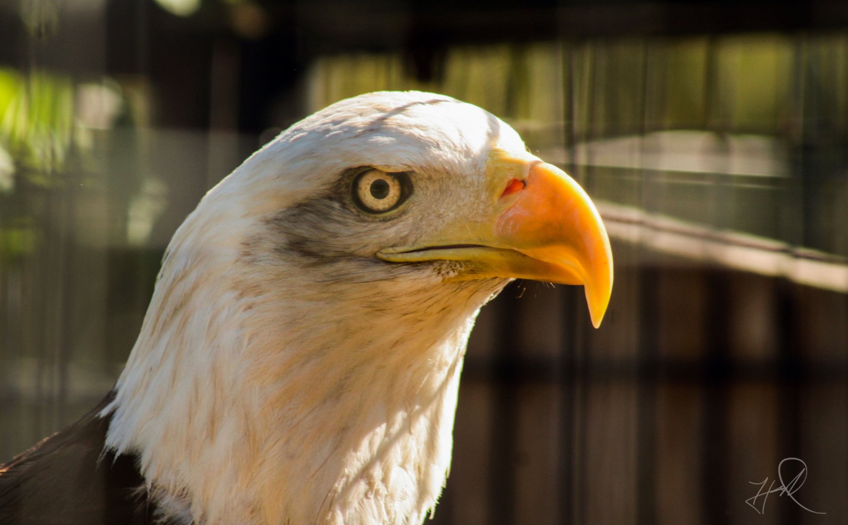 Red Wolf Sanctuary - Bald Eagle