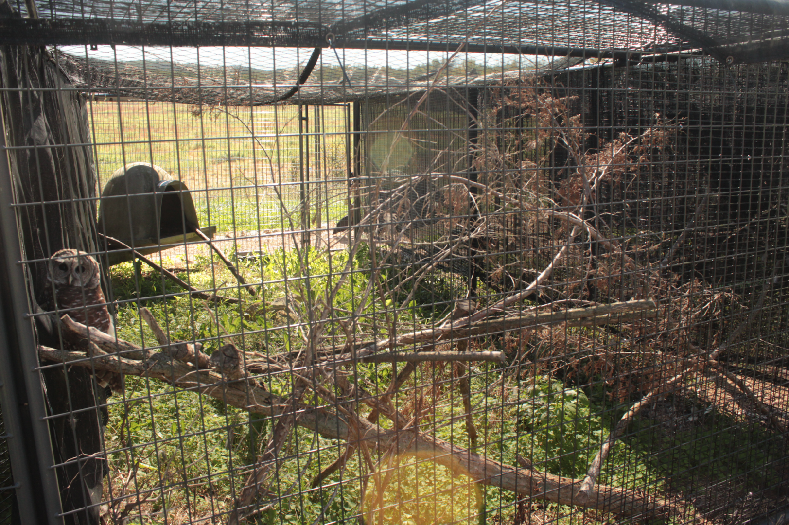Red Wolf Sanctuary - Barred Owl Exhibit