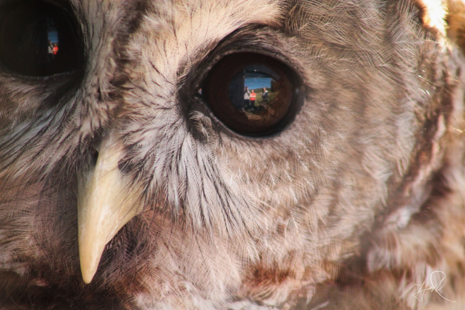 Red Wolf Sanctuary - Barred Owl