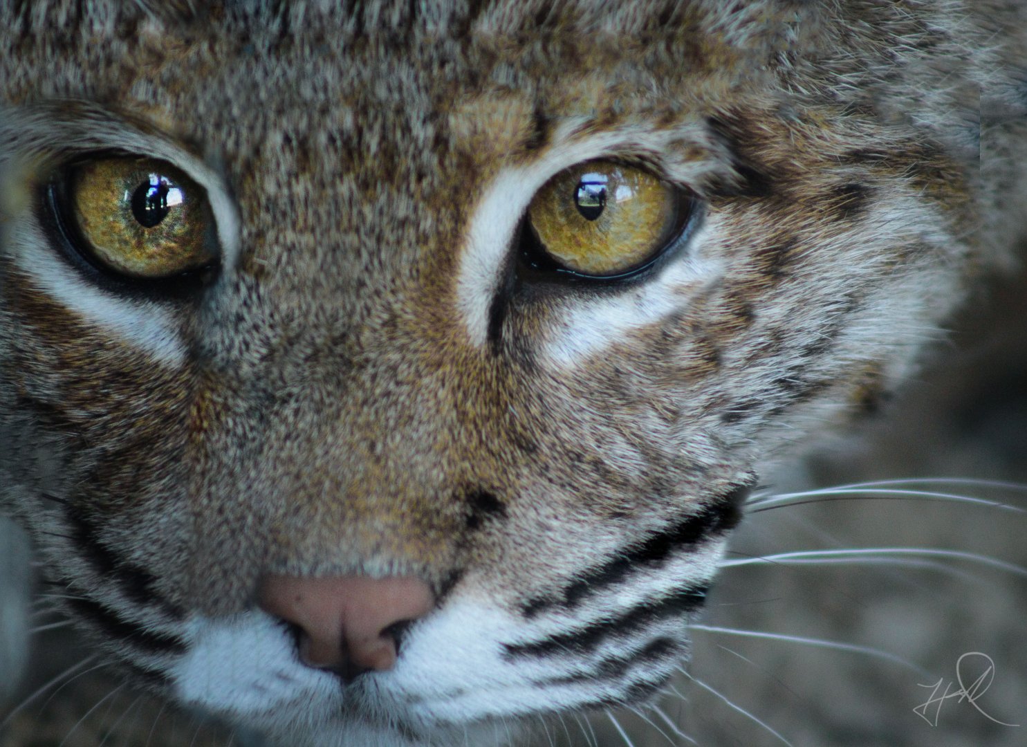 Red Wolf Sanctuary - Bobcat