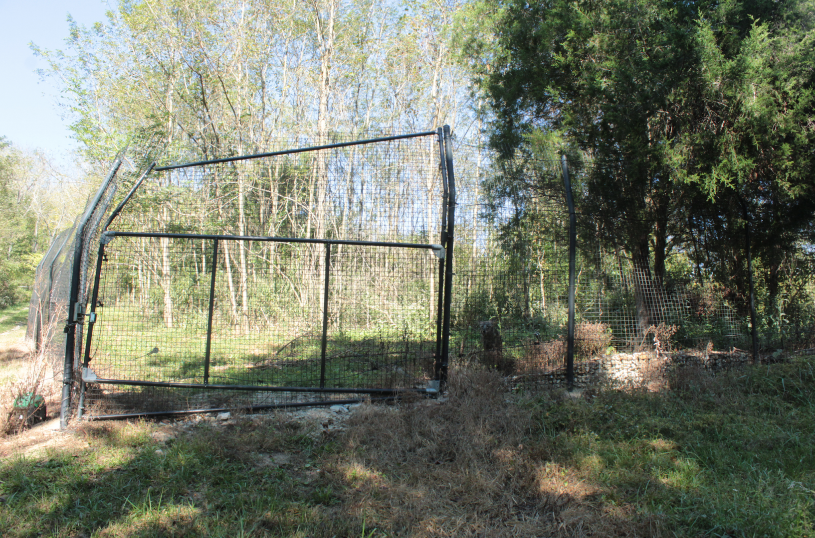 Red Wolf Sanctuary - Coydog Exhibit