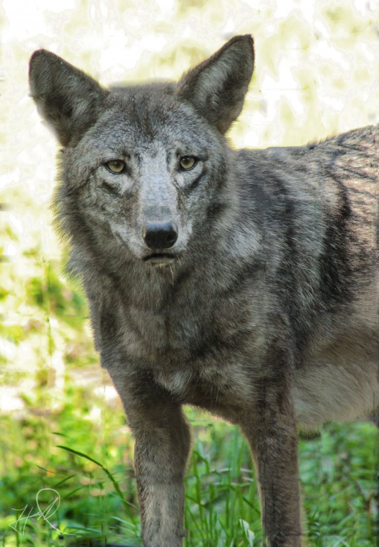 Red Wolf Sanctuary - Coydog