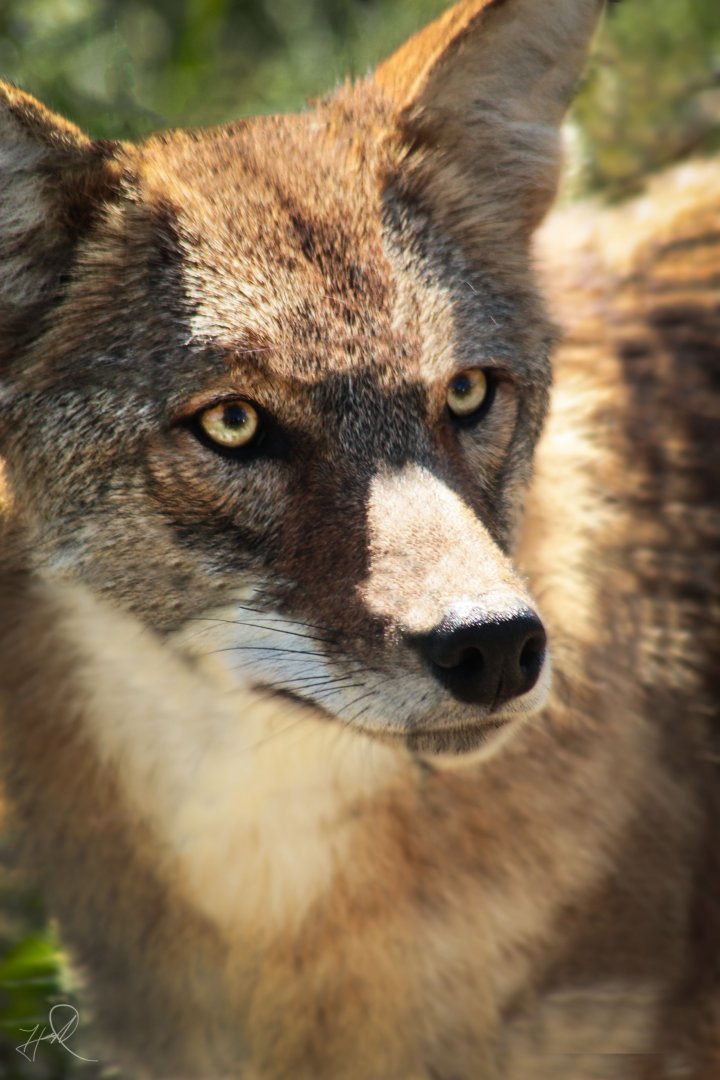 Red Wolf Sanctuary - Coyote