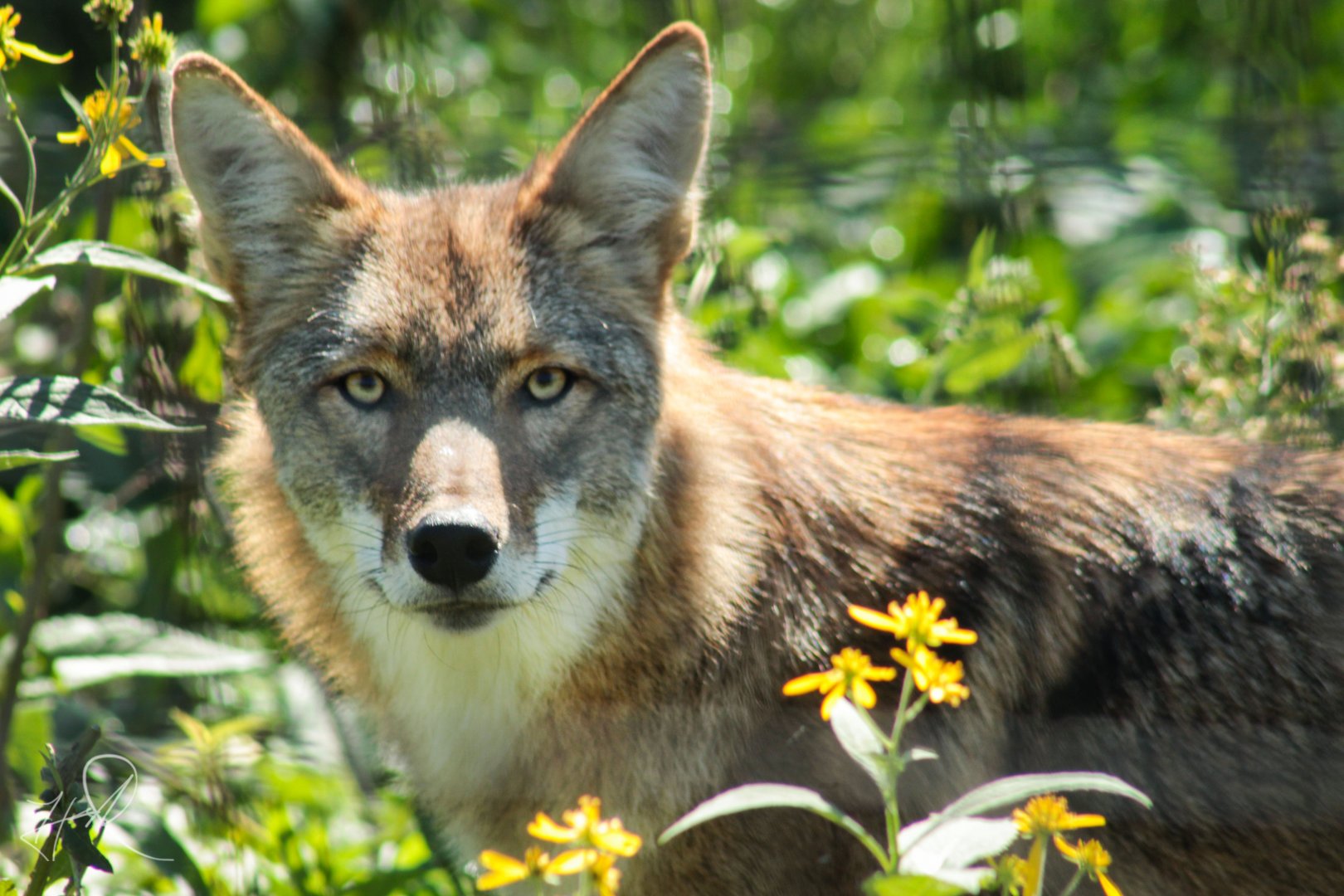 Red Wolf Sanctuary - Coyote