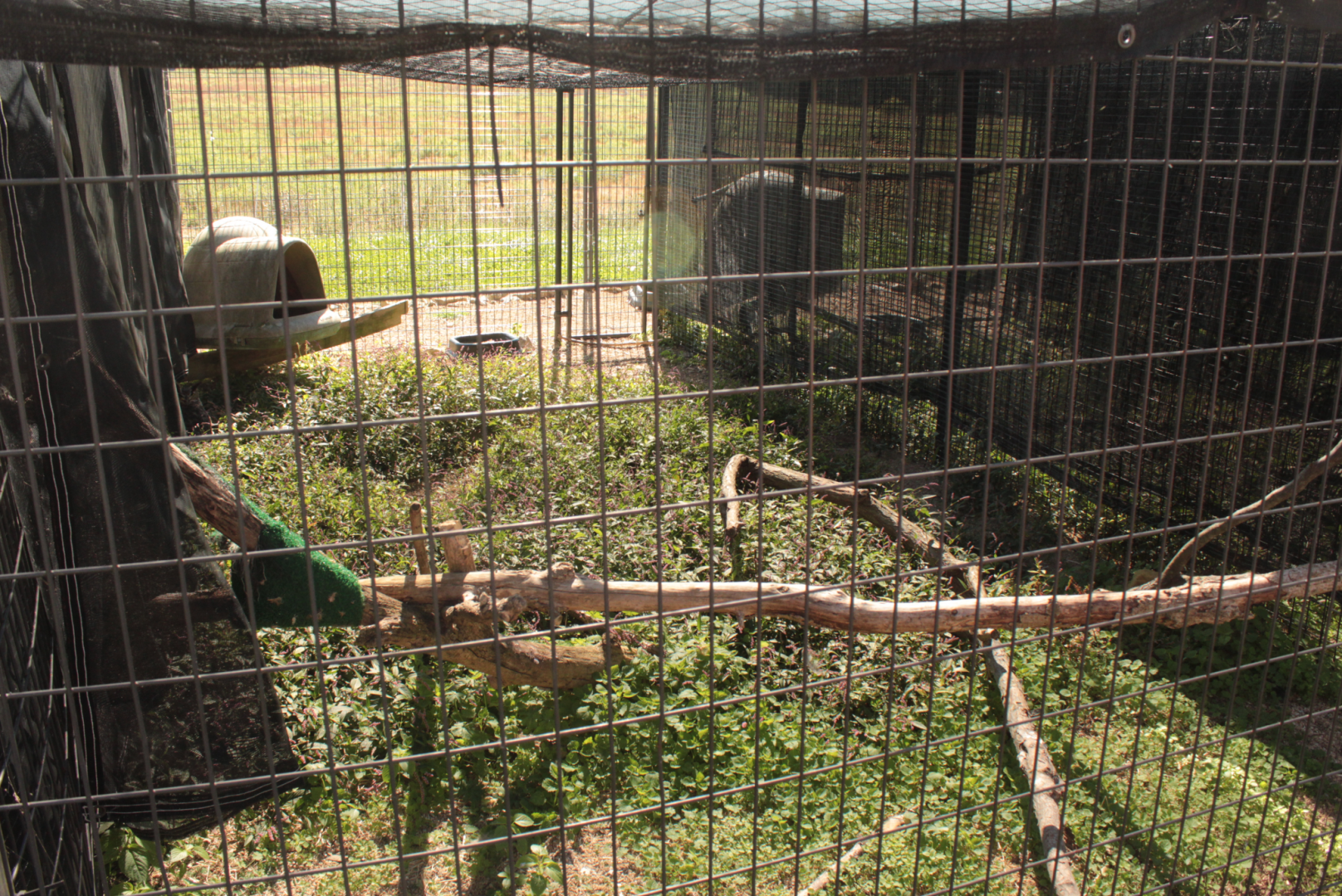 Red Wolf Sanctuary - Great Horned Owl Exhibit