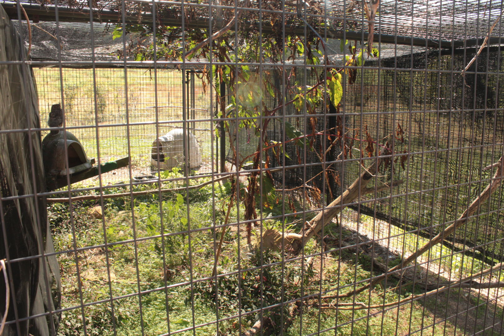 Red Wolf Sanctuary - Great Horned Owl Exhibit