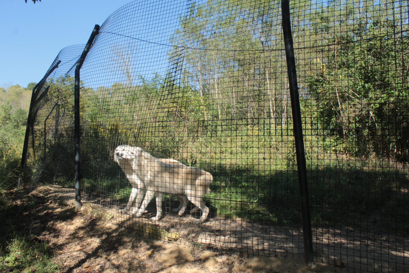 Red Wolf Sanctuary - Grey Wolf Exhibit