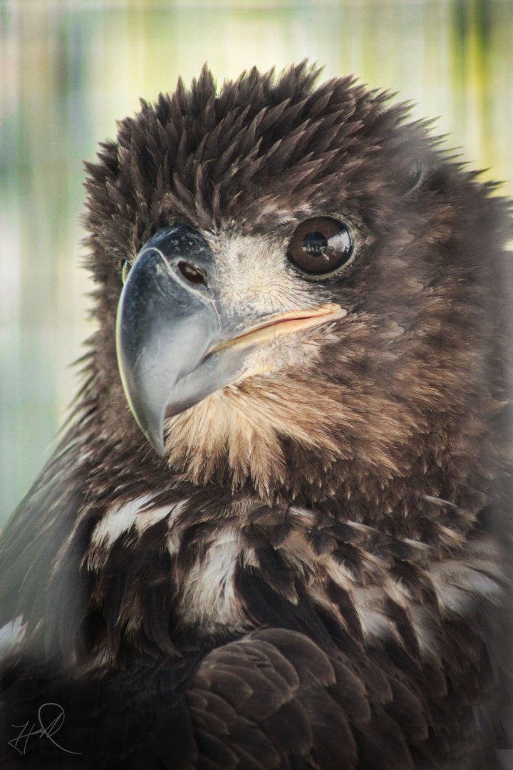 Red Wolf Sanctuary - Juvenile Bald Eagle