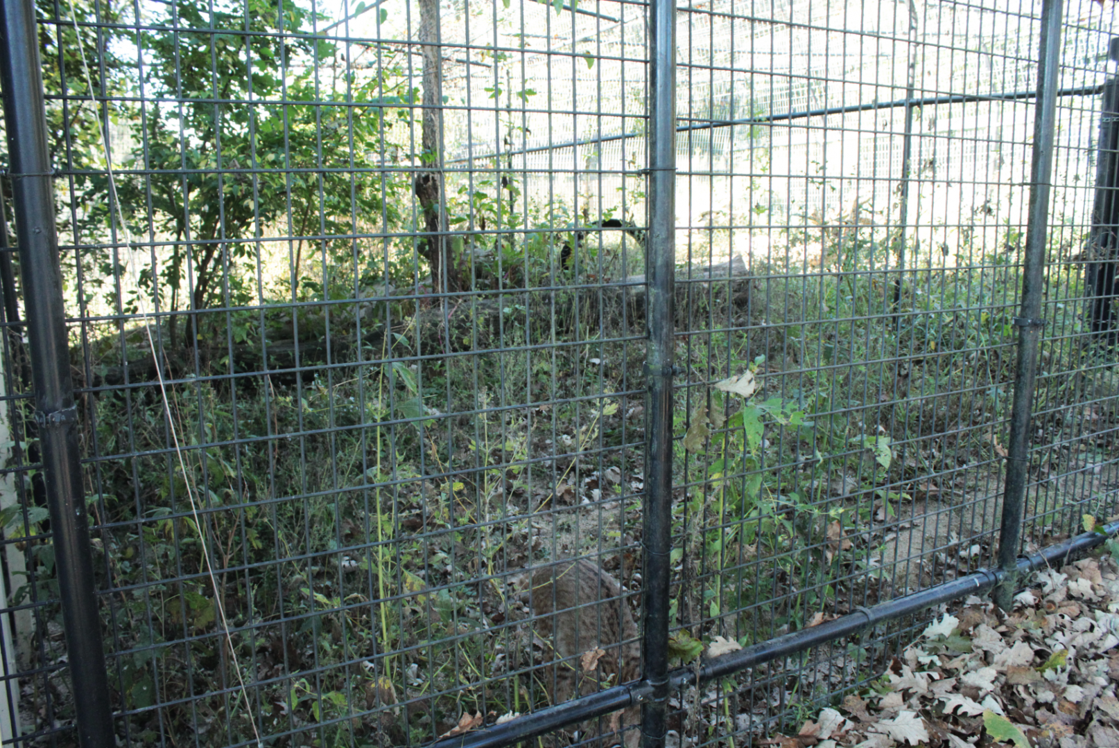 Red Wolf Sanctuary - One of Many Bobcat Exhibits