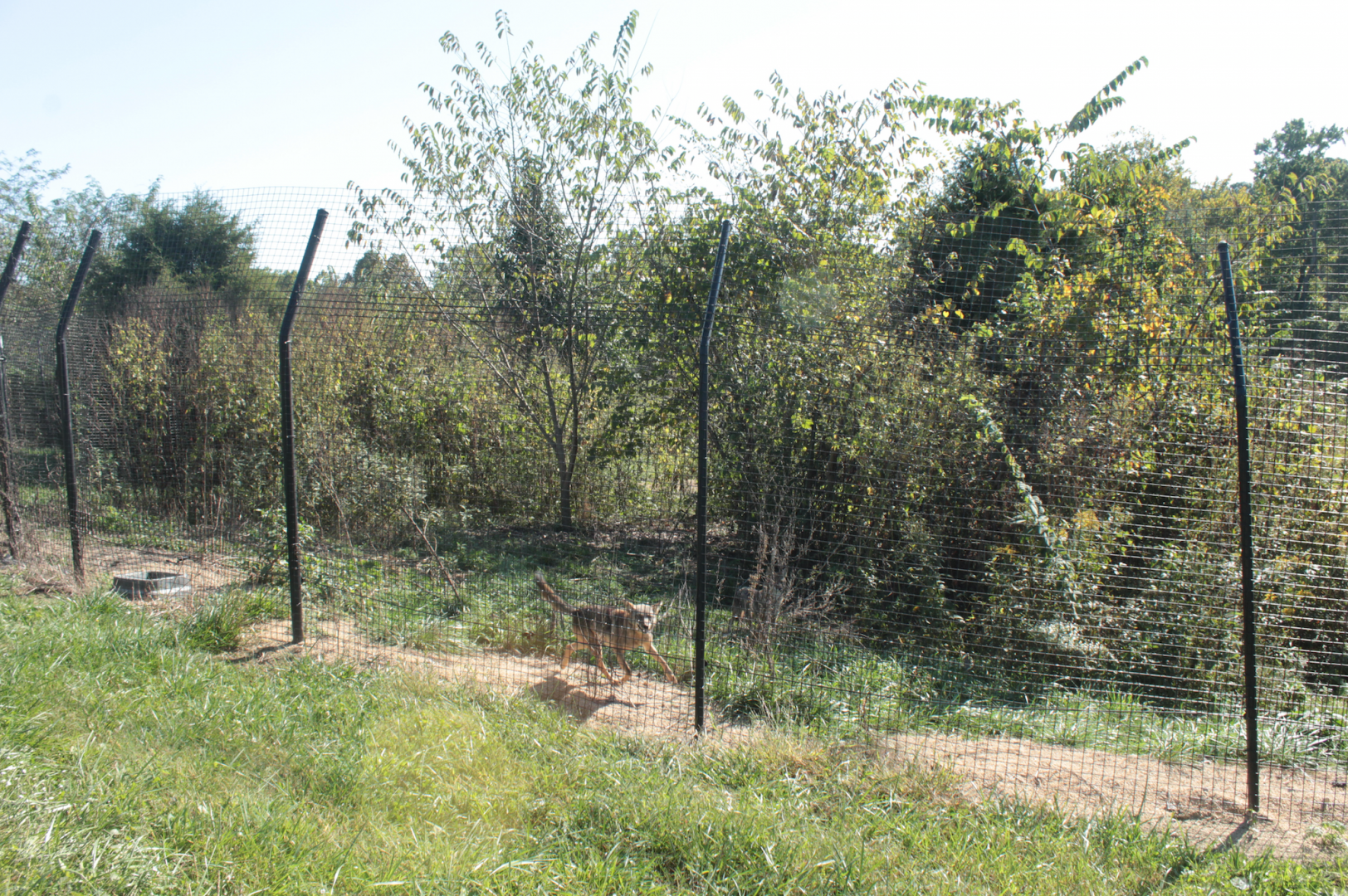 Red Wolf Sanctuary - One of Many Coyote Exhibit