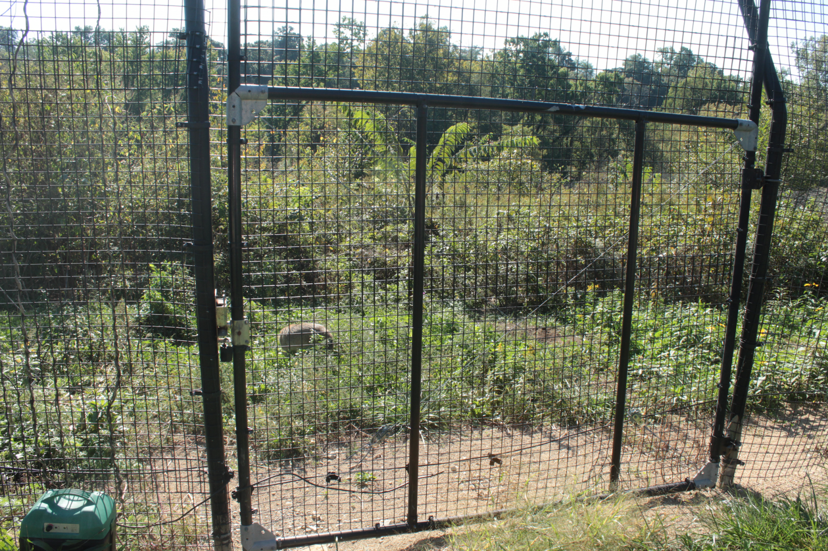 Red Wolf Sanctuary - One of Many Coyote Exhibits
