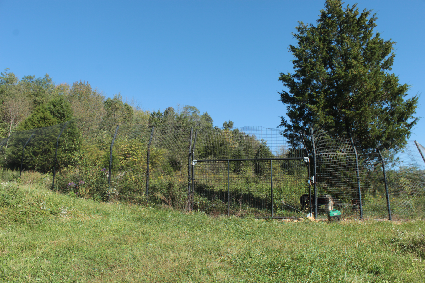 Red Wolf Sanctuary - One of Many Grey Wolf Exhibits