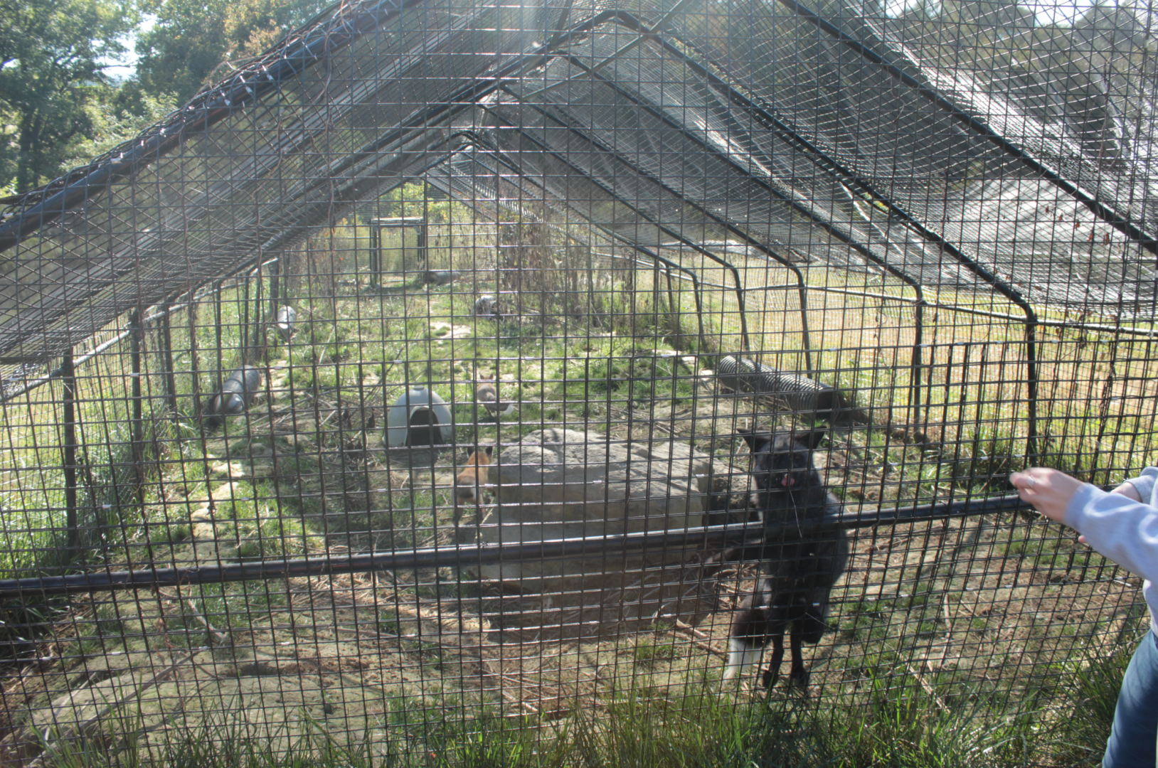Red Wolf Sanctuary - One of Three Red Fox Exhibit