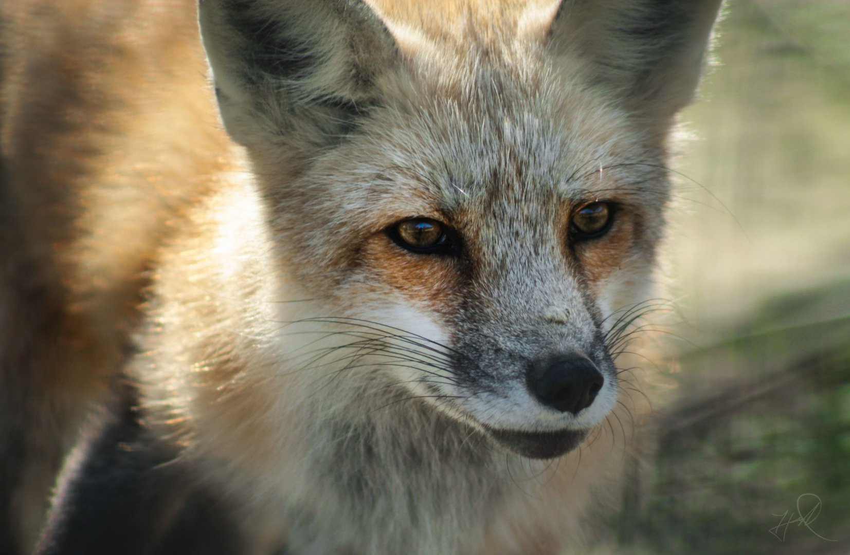 Red Wolf Sanctuary - Red Fox