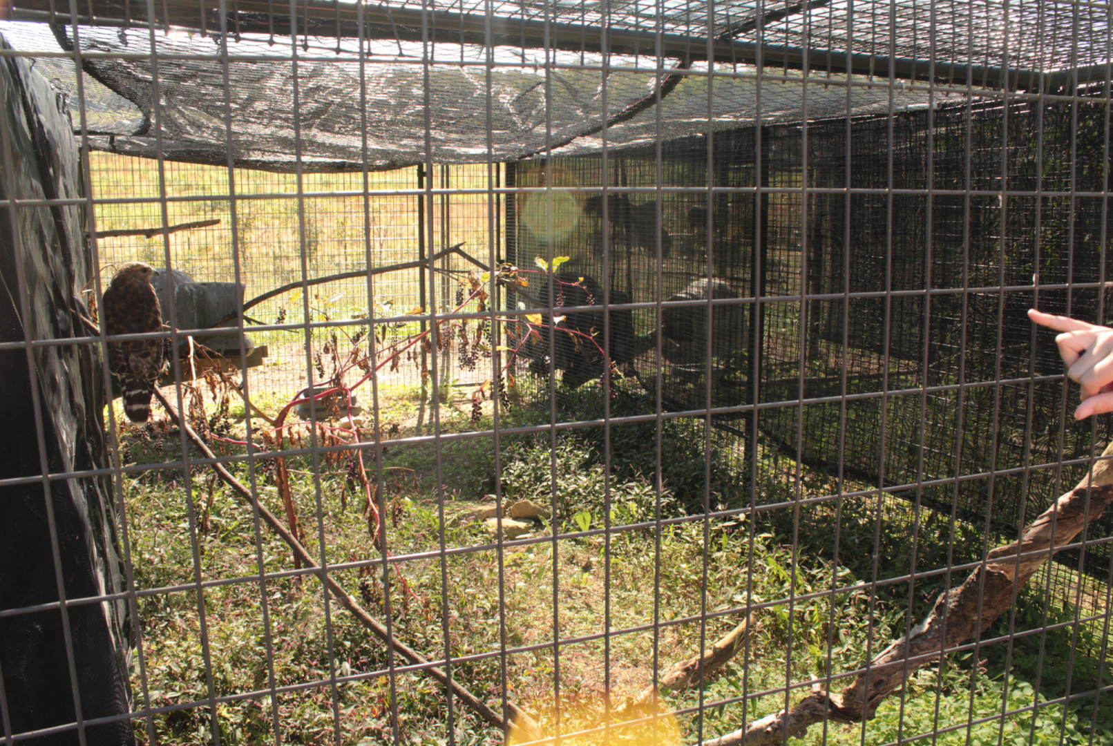 Red Wolf Sanctuary - Red-shouldered Hawk Exhibit