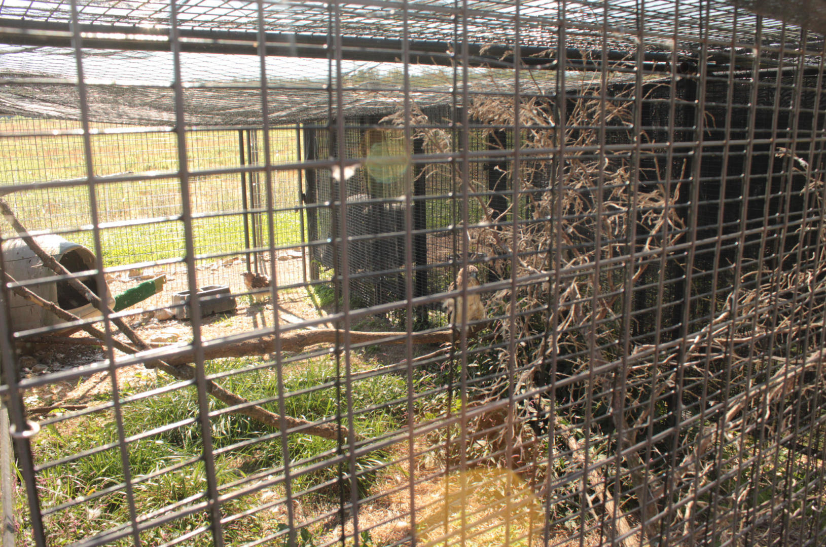Red Wolf Sanctuary - Red-tailed Hawk Exhibit