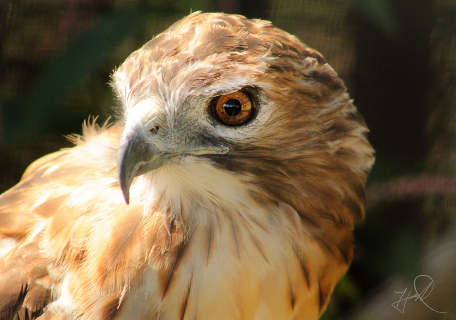 Red Wolf Sanctuary - Red-tailed Hawk