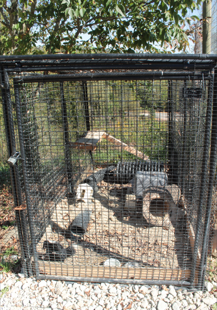 Red Wolf Sanctuary - Striped Skunk Exhibit
