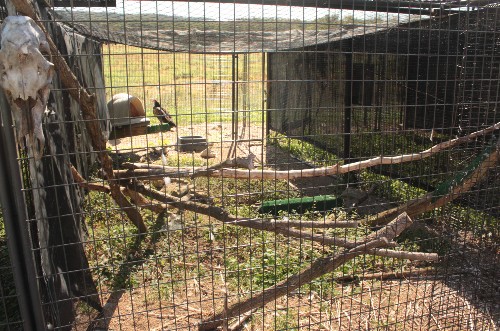 Red Wolf Sanctuary - Turkey Vulture Exhibit