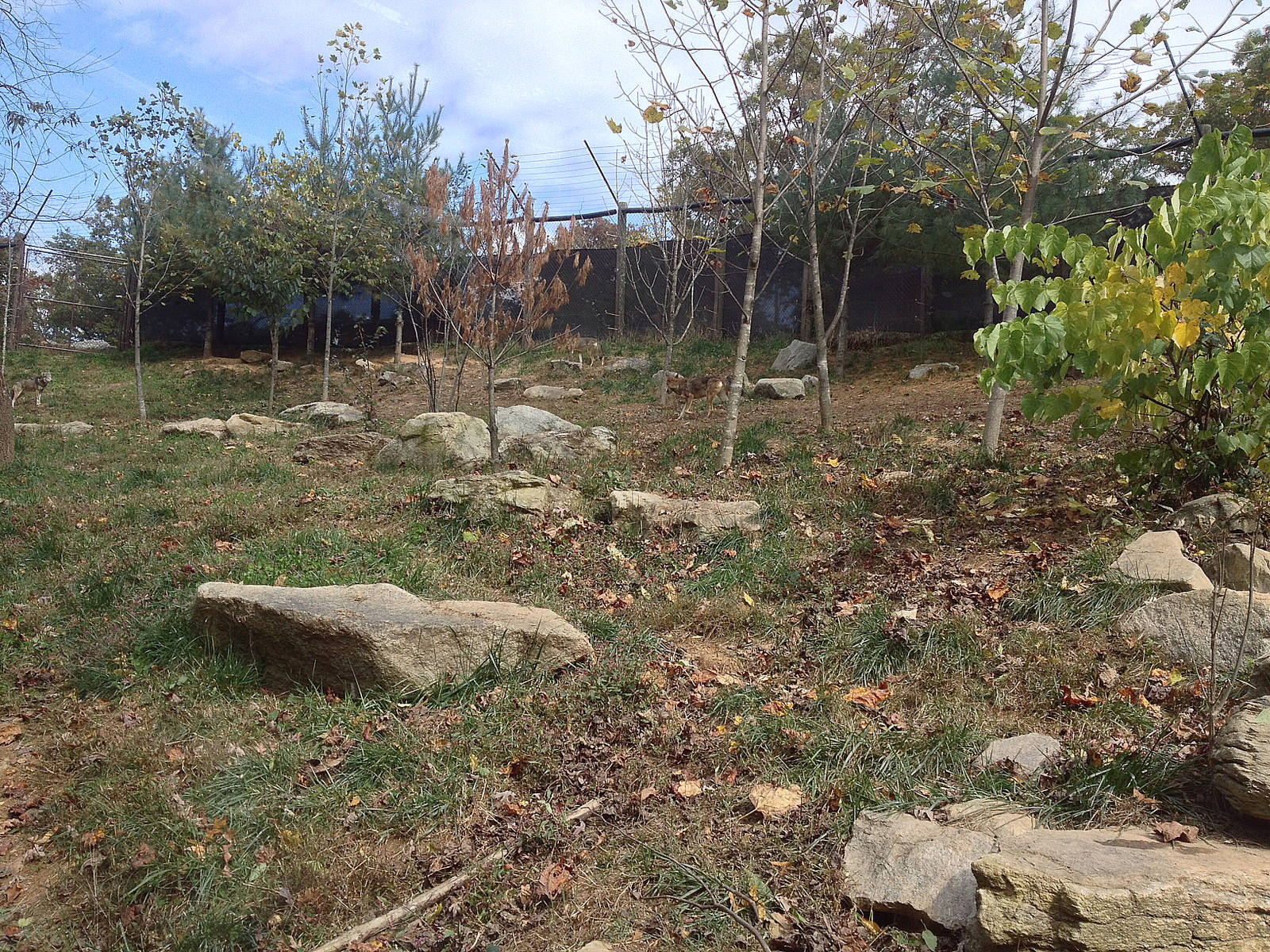 Red Wolf - through invismesh view