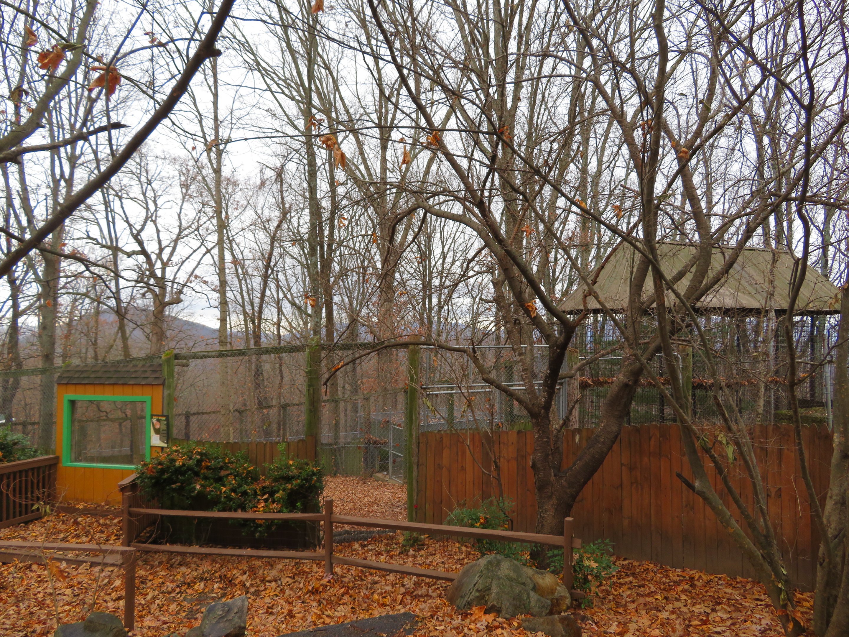 Red Wolf Viewing Area