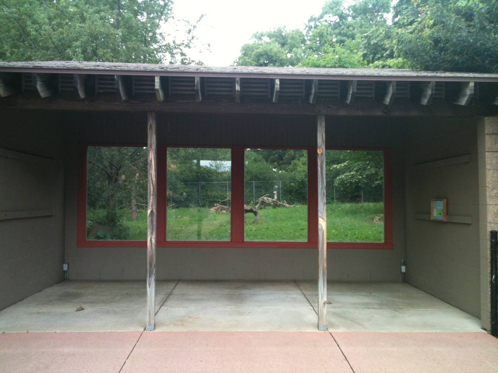 Red Wolf Viewing Windows