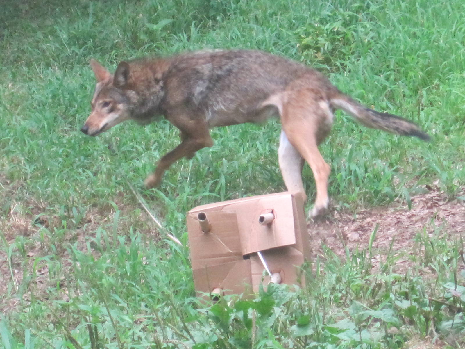 Red Wolf vs Cardboard Box: Part 1