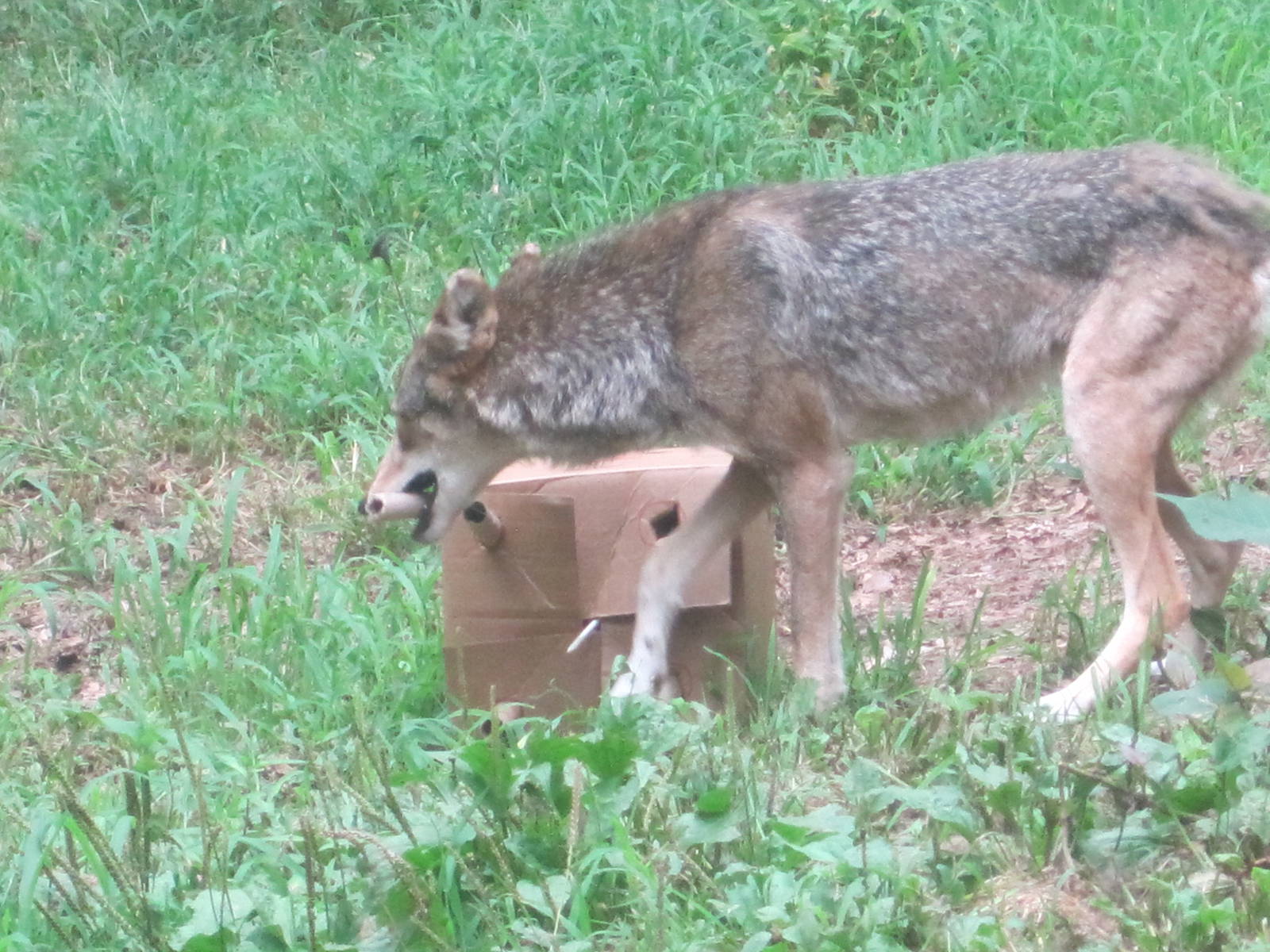 Red Wolf vs Cardboard Box