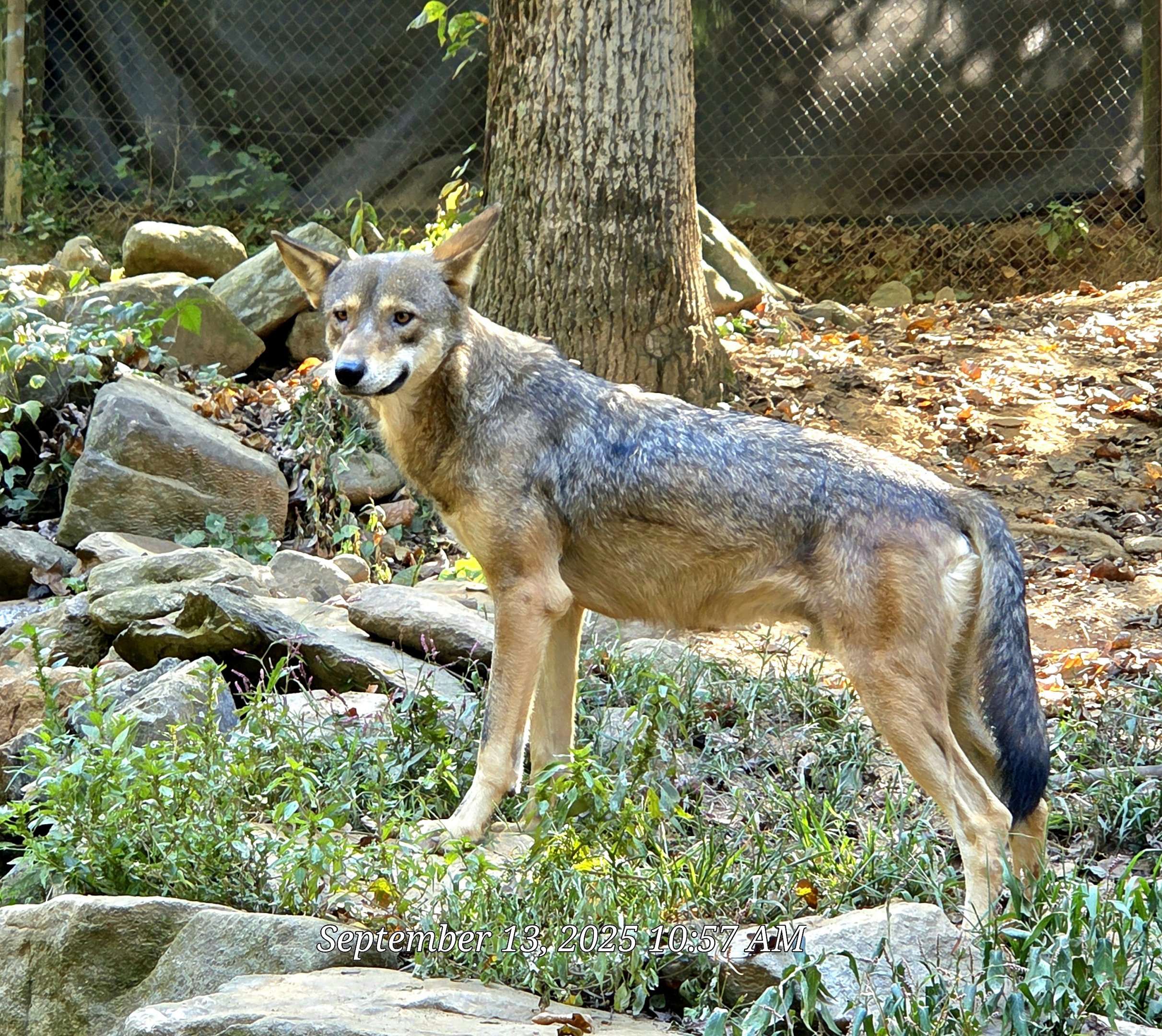 Red Wolf - Western North Carolina Nature Center