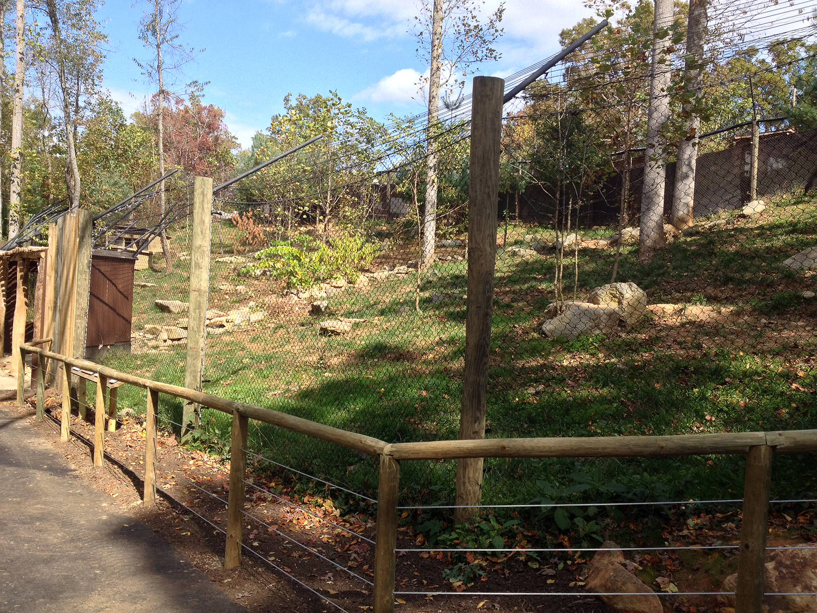 Red Wolf - wide view