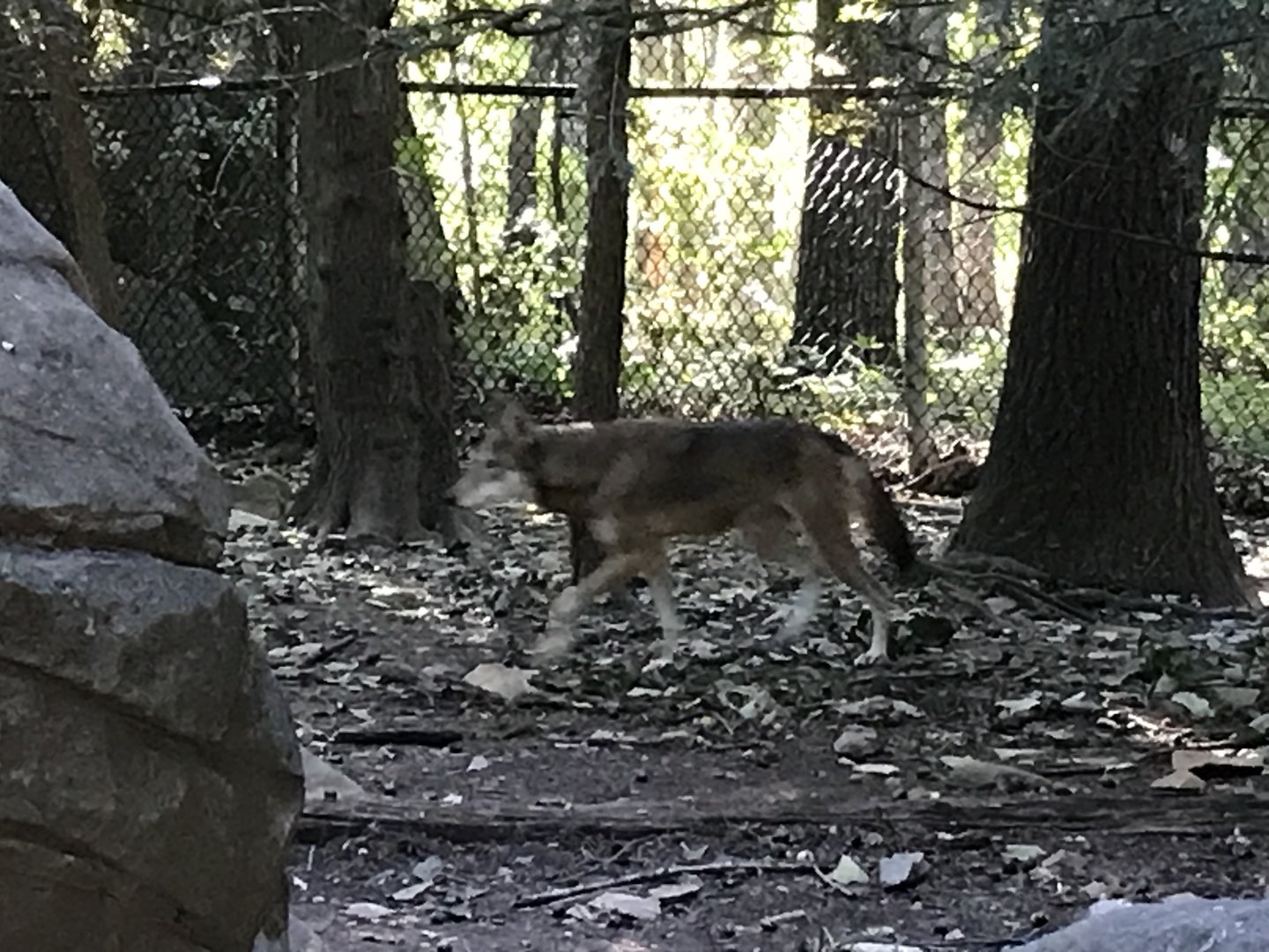 Red Wolf “Willow”