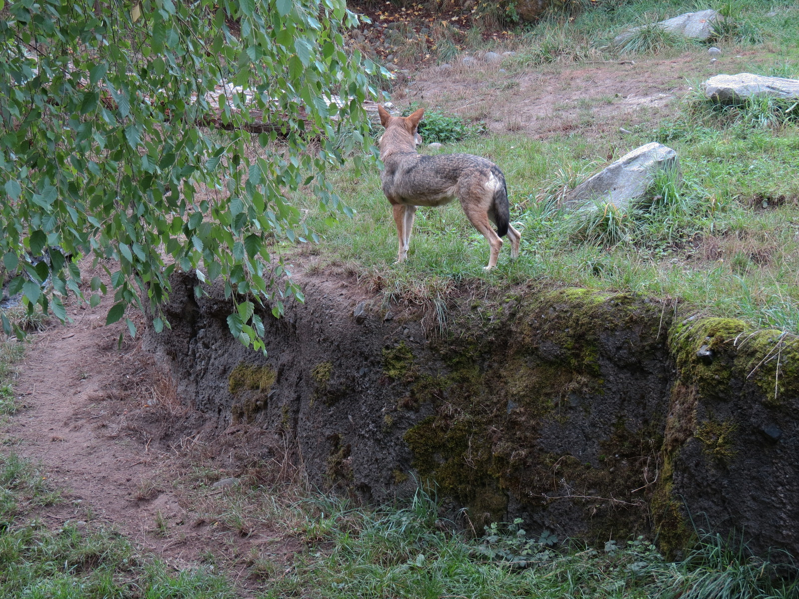 Red Wolf Woods - Exhibit 1