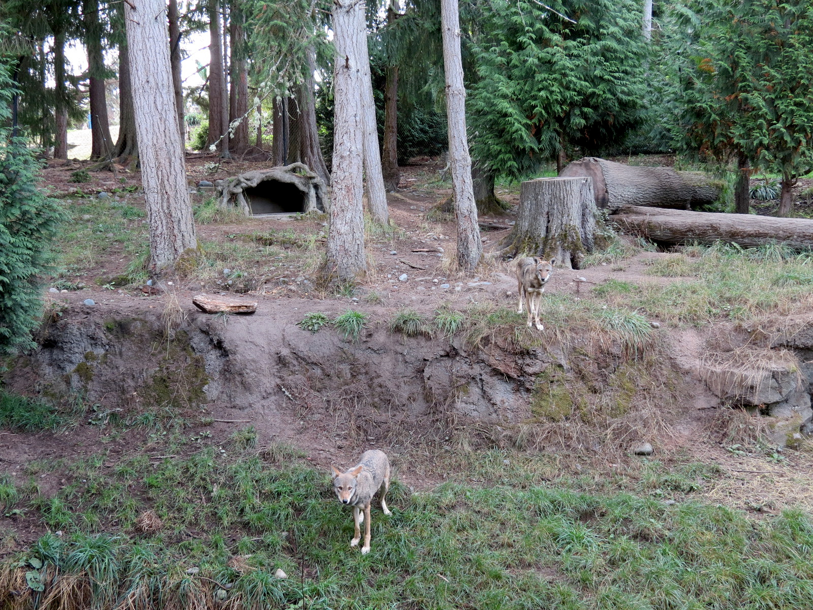 Red Wolf Woods - Exhibit 1