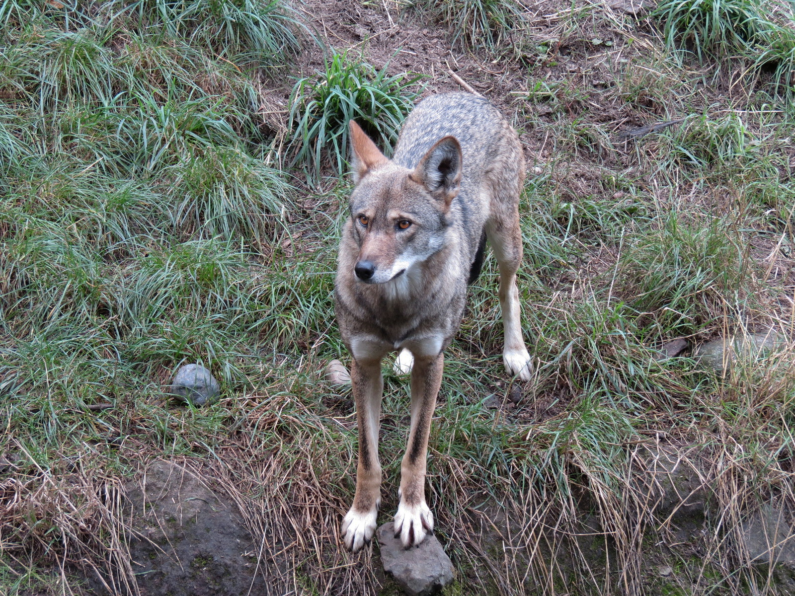 Red Wolf Woods - Exhibit 1