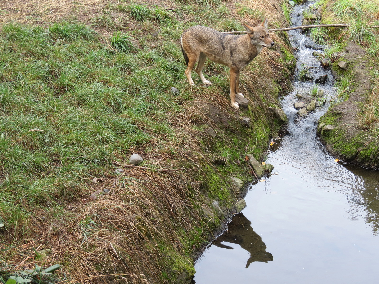 Red Wolf Woods - Exhibit 1