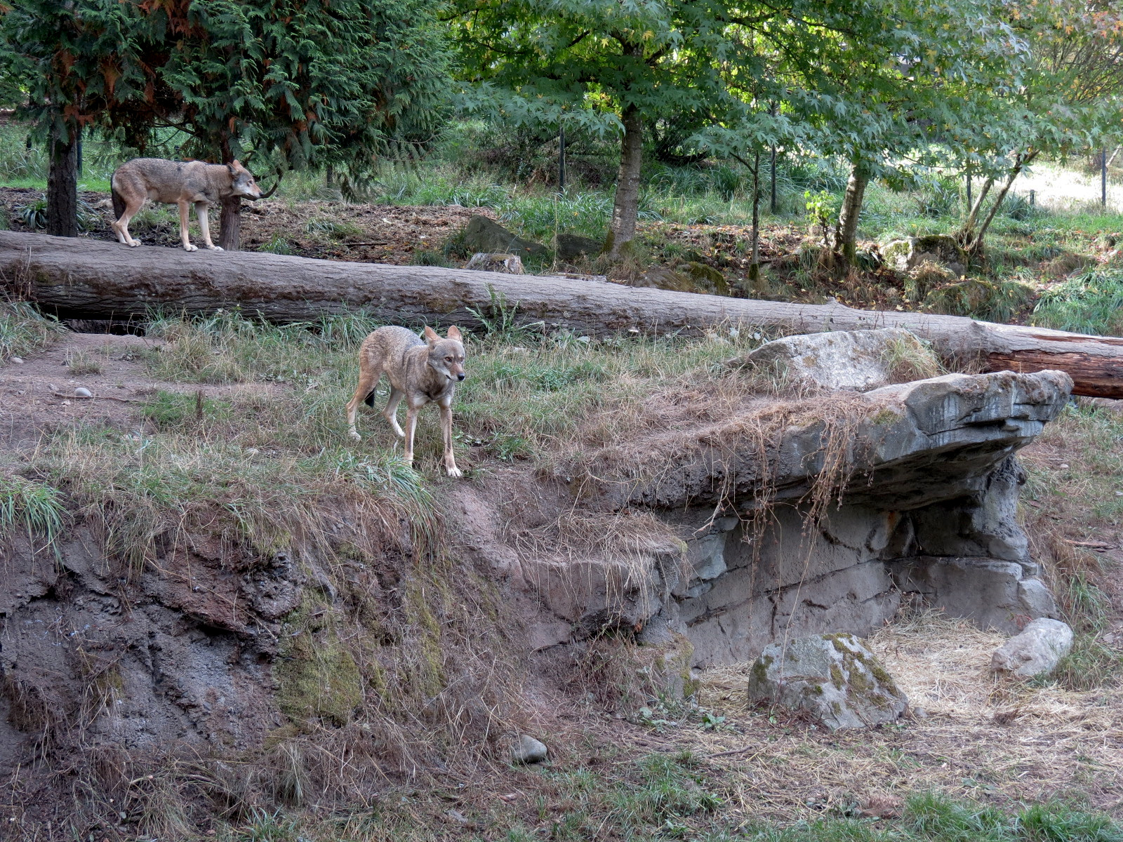 Red Wolf Woods - Exhibit 1