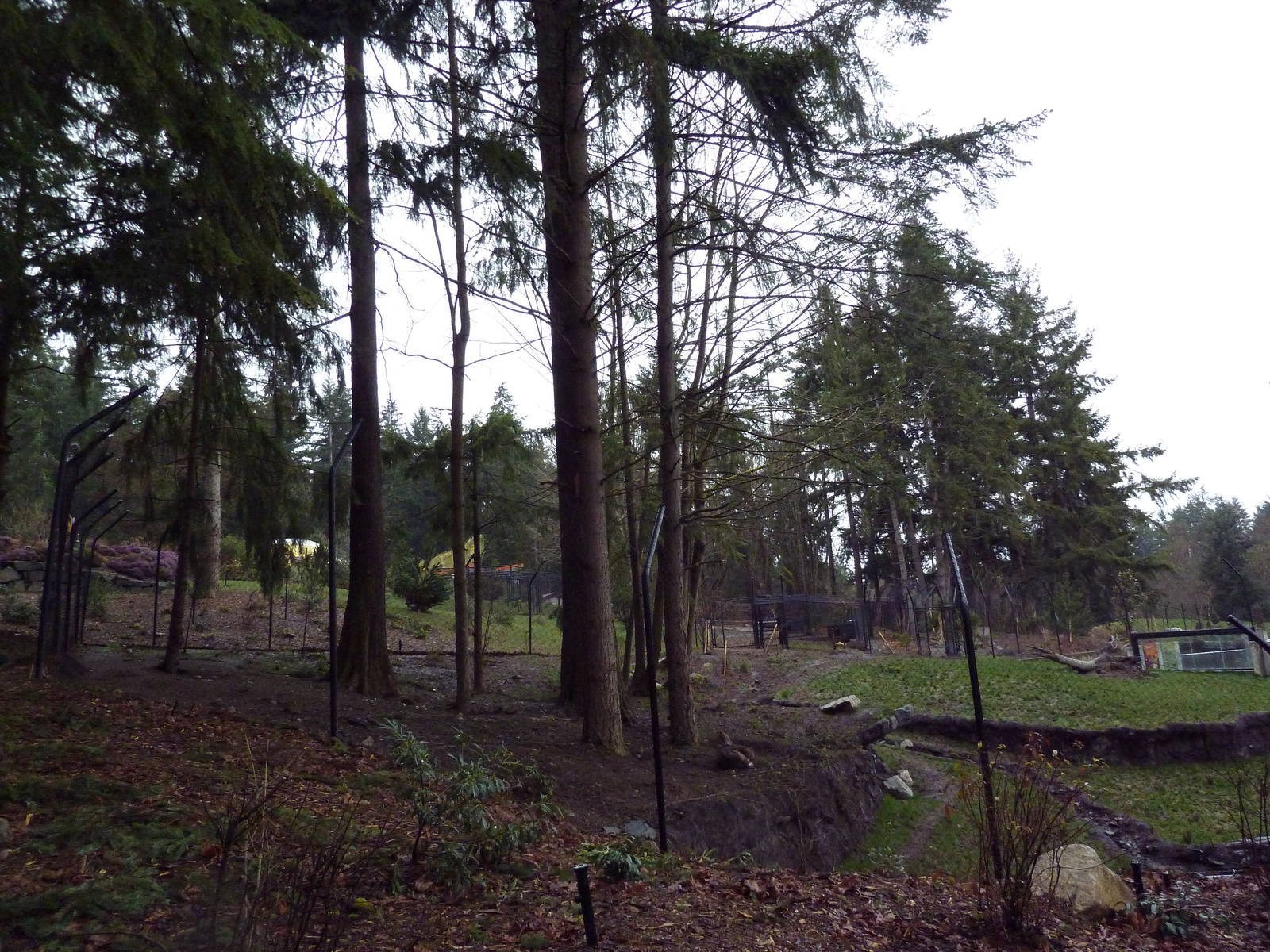 Red Wolf Woods - New In 2010