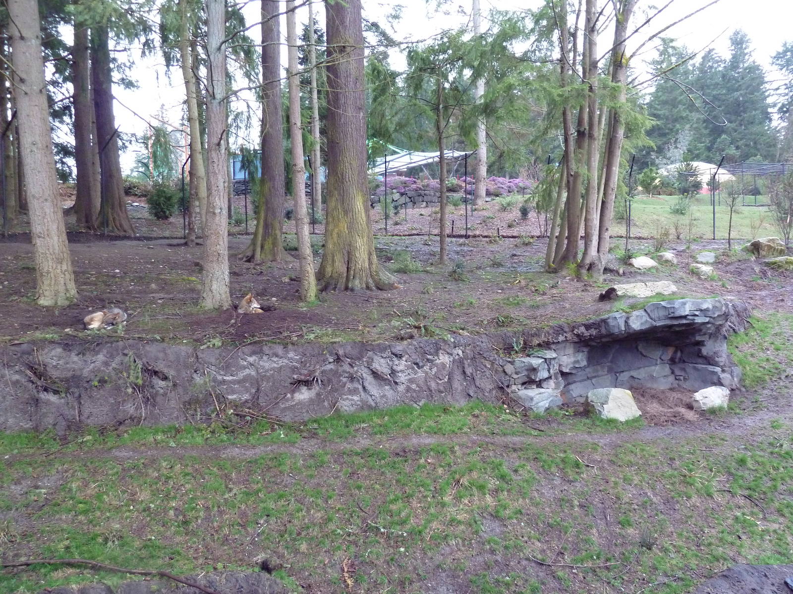 Red Wolf Woods - New In 2010