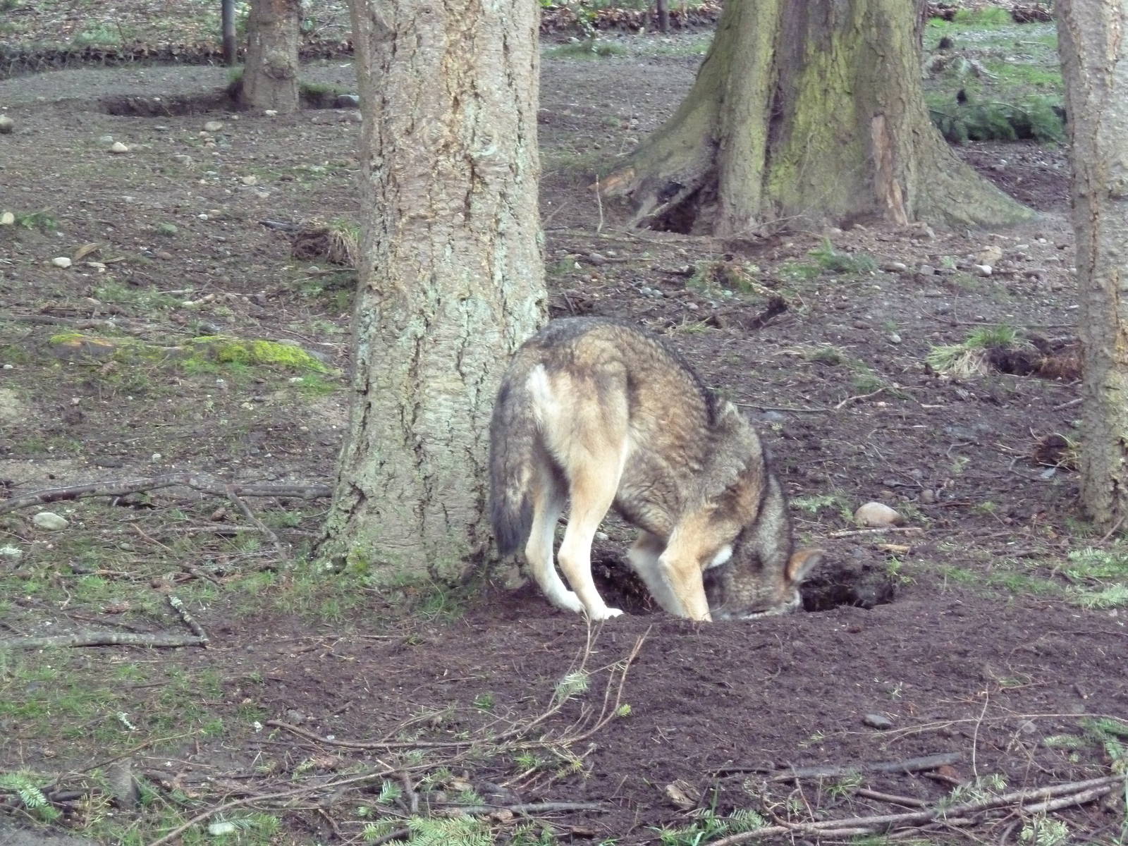 Red Wolf Woods - New In 2010