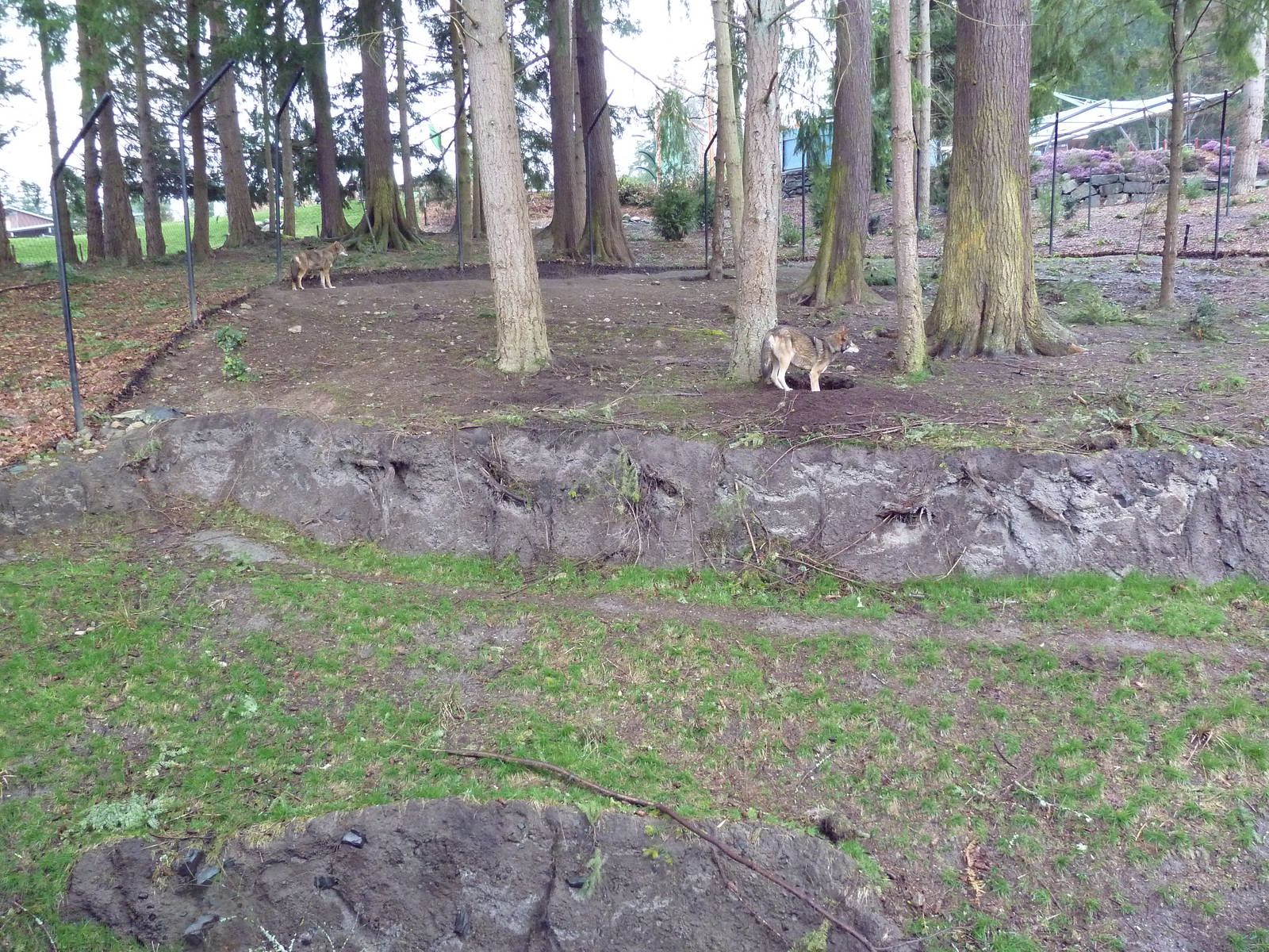 Red Wolf Woods - New In 2010