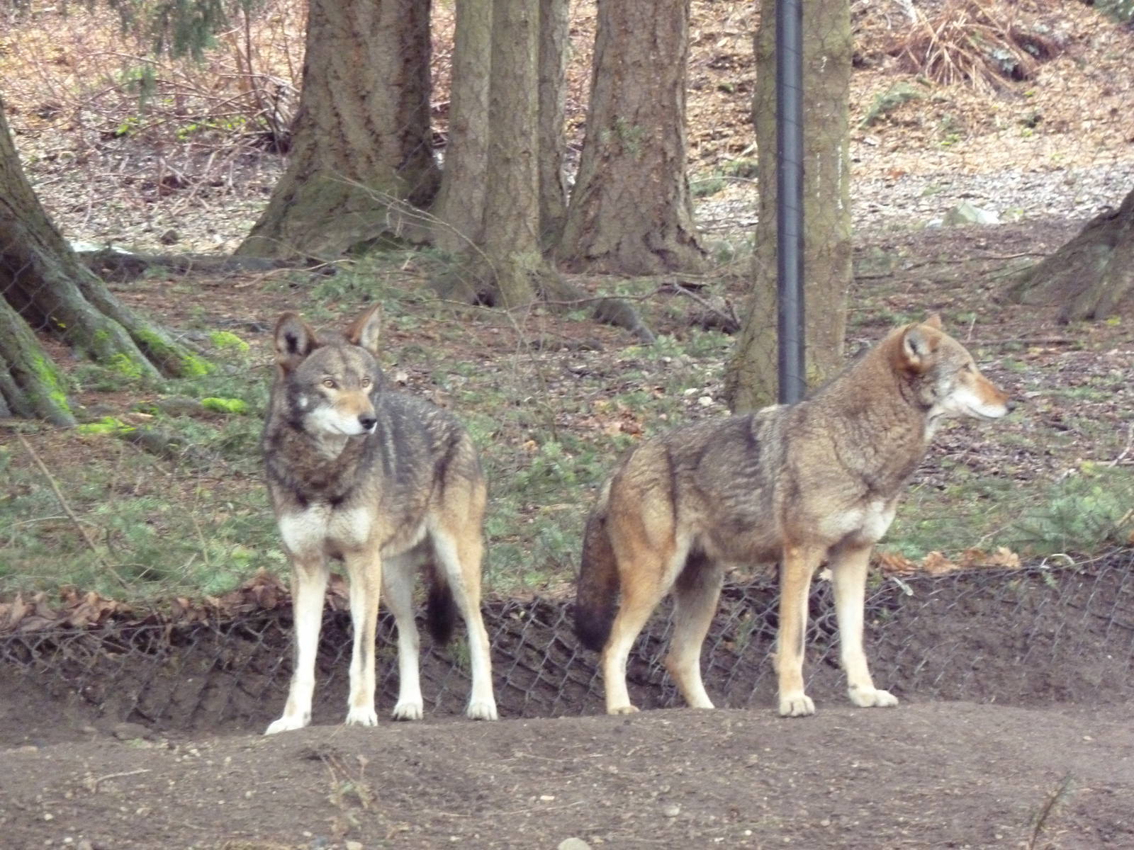 Red Wolf Woods - New In 2010